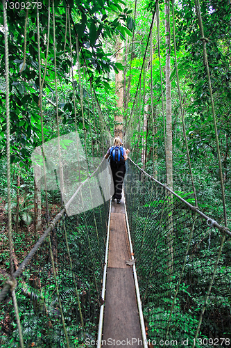 Image of canopy bridge