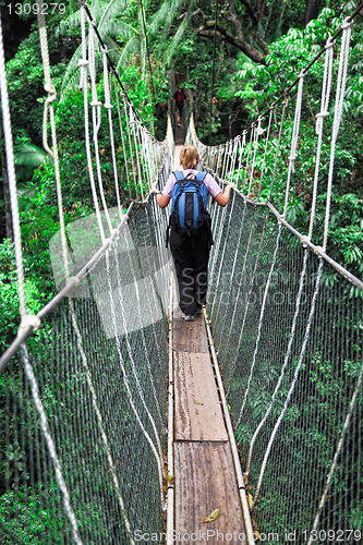 Image of canopy bridge