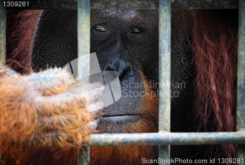 Image of orangutang in cage
