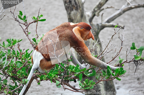 Image of proboscis monkey long nosed