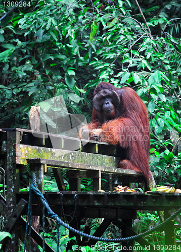 Image of big male of orangutan