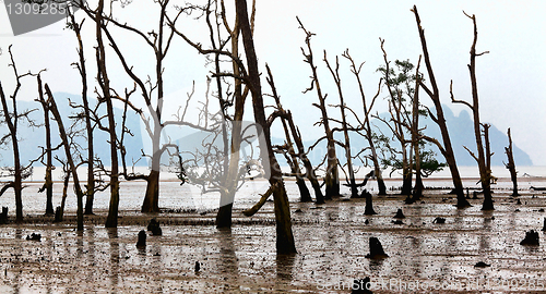 Image of bako national park