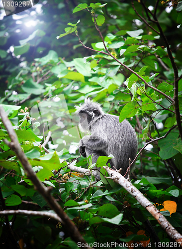 Image of monkey portrait