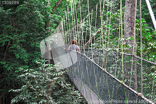 Image of canopy bridge