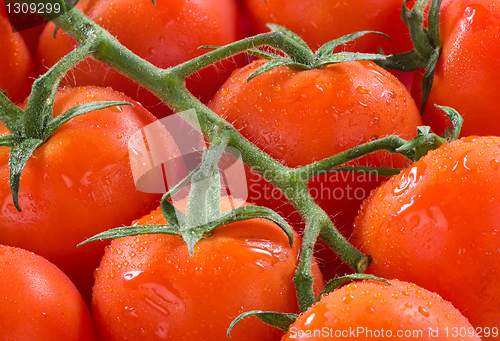Image of Tomatoes on the vine