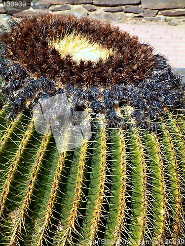 Image of ball cacti showing its needles