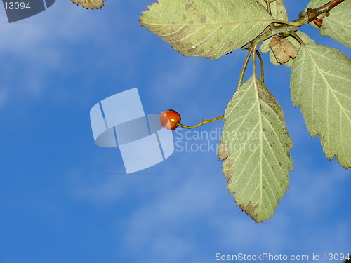 Image of rowanberry