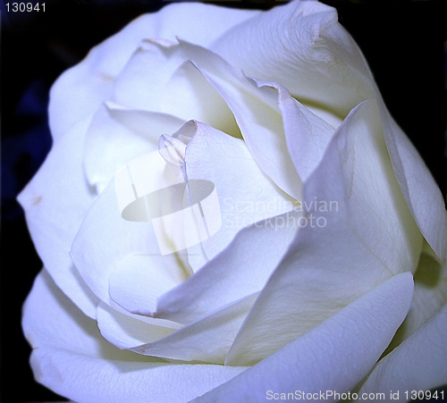 Image of macro shot of a white rose