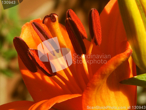 Image of macro of a orange lily