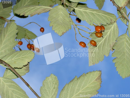 Image of rowanberries