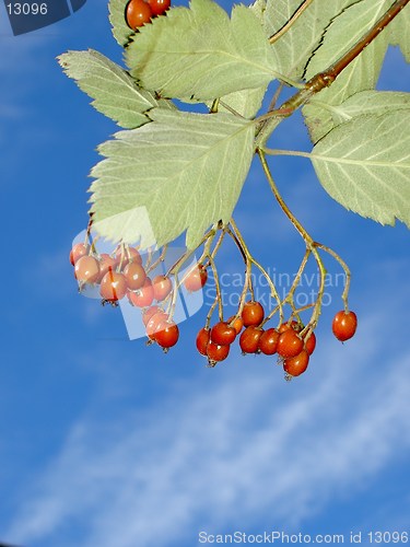 Image of rowanberries