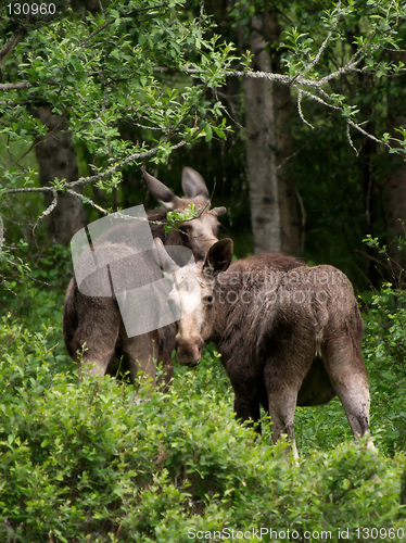 Image of Mother and calf