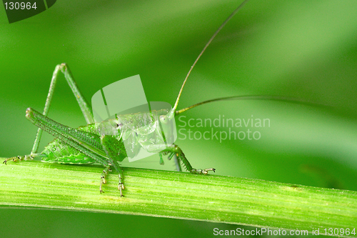 Image of Green grasshopper