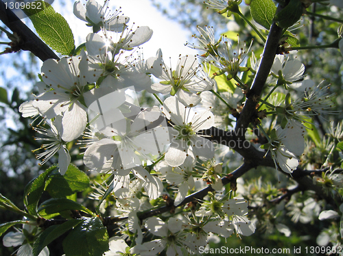 Image of blossoming tree and sun