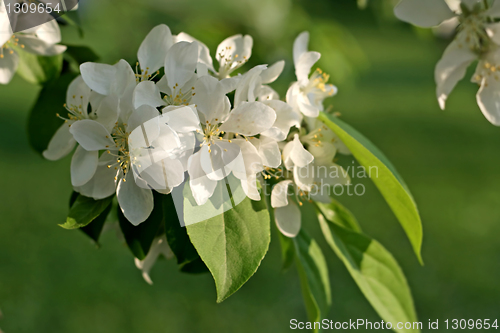 Image of branch of a blossoming tree