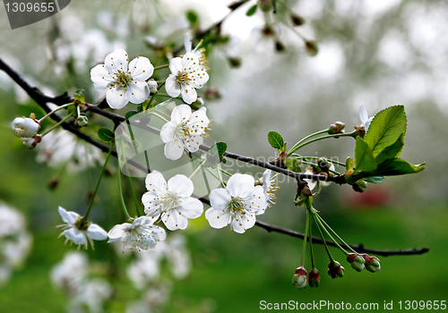 Image of branch of a blossoming tree