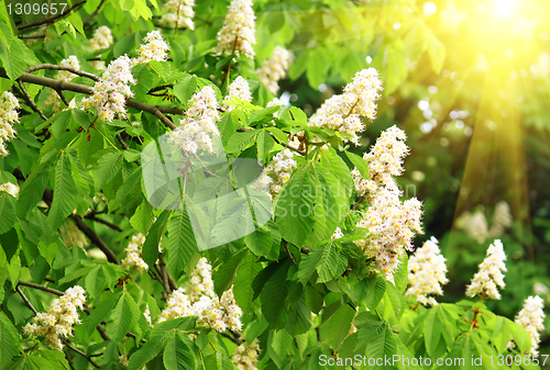 Image of blossoming chestnut tree and sun beams