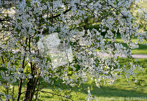 Image of blossoming tree