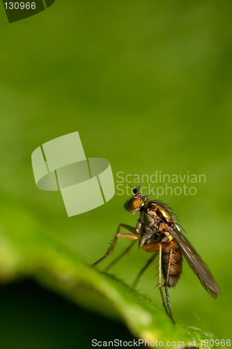 Image of Small fly