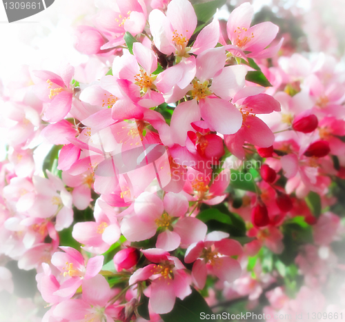 Image of branch of a blossoming tree