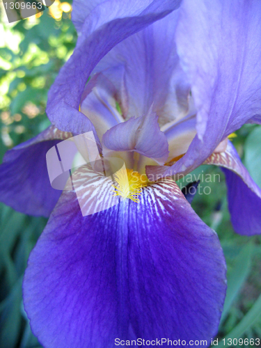 Image of fragment of iris flower