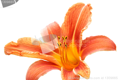 Image of lily isolated on the white background