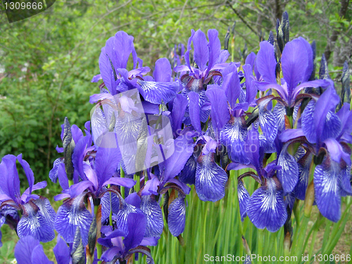 Image of iris flowers 