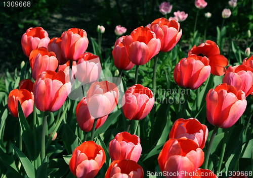 Image of beautiful tulips
