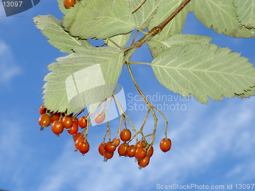 Image of rowanberries