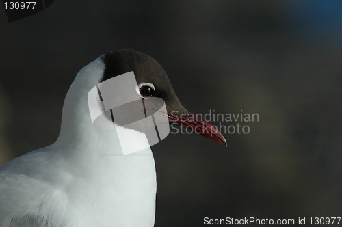 Image of Black-headed gull