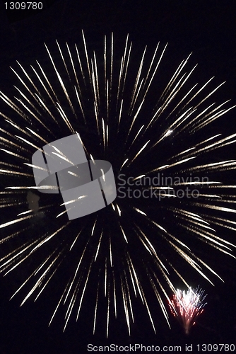 Image of Fireworks flower