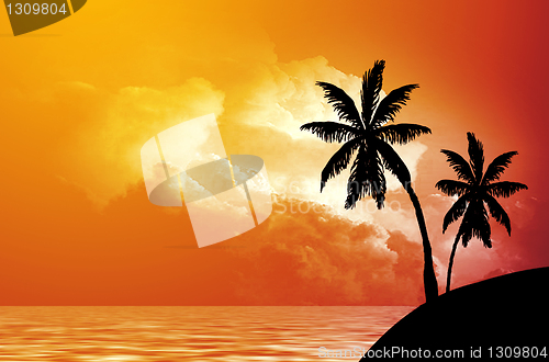 Image of Palm trees silhouette at sunset