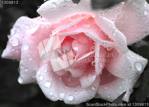 Image of gentle pink rose with water drops 