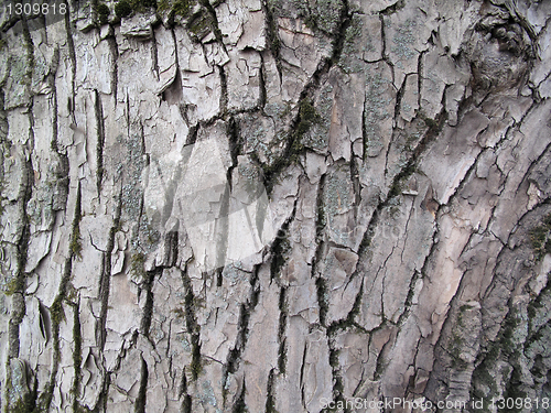 Image of bark texture