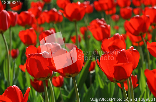 Image of beautiful red tulips background 