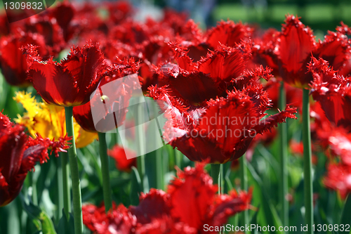 Image of beautiful tulips background