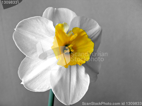 Image of daffodils (narcissus) 