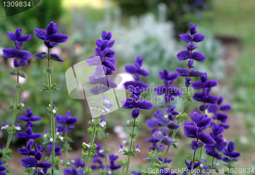 Image of beautiful flowers of salvia