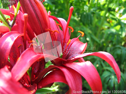 Image of beautiful lily flowers