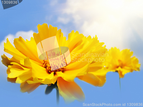 Image of beautiful yellow flowers