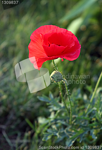 Image of red poppy flower