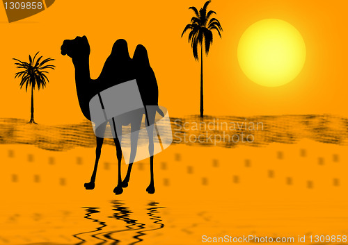 Image of Camel on a sunset