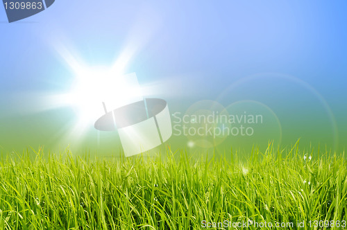 Image of green field and sun sky