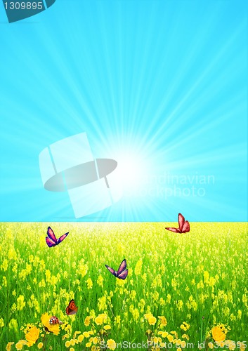 Image of Green glade in summer day