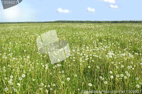 Image of Dandelions