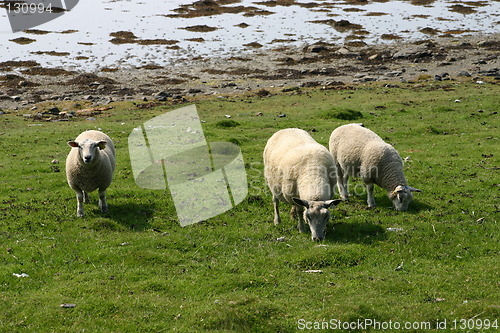 Image of Sheeps