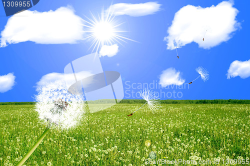 Image of Dandelions