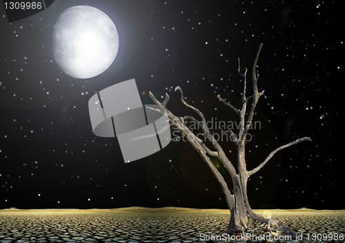 Image of Tree shined with a moonlight