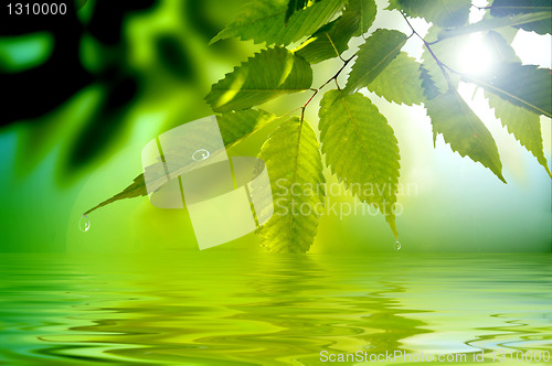 Image of Green branch inclined to lake