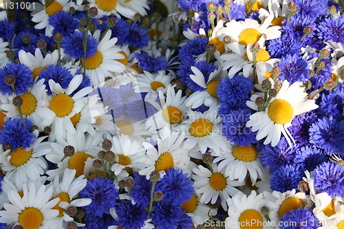 Image of Midsummer flowers